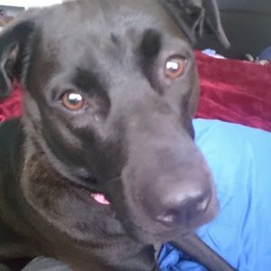 Meet your Posher, Bonnie